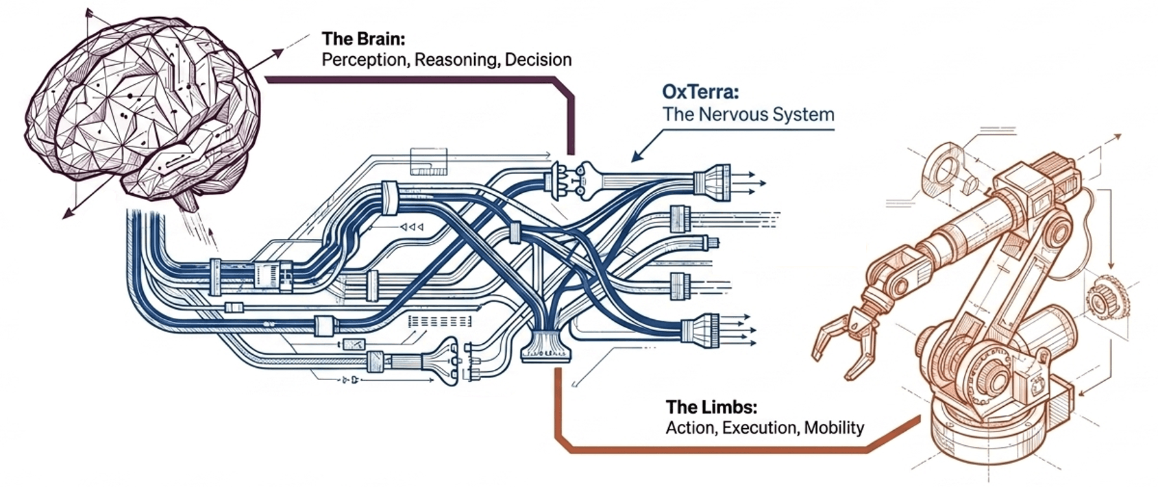 The brain (AI models) on the left, the limbs (machines) on the right, and OxTerra - the nervous system - connecting the two.